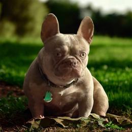 Sir Michael - French Bulldog