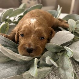 Girl 2 - Apricot female Cavapoo puppy in Milan, Illinois from Poppy Garden Doodles