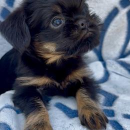 Lucille 4000 - Black and tan female Brussels Griffon puppy in Litchfield Park, Arizona from Melody Lane Brussels Griffons