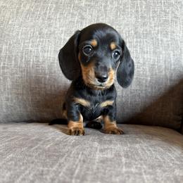 Abel - Black and tan male Dachshund puppy in Tonopah, Arizona from Brandie's Dachshunds