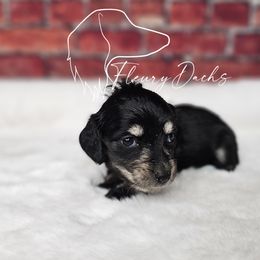 OS1-6 - Black and cream female Dachshund puppy in Martin City, Montana from FleuryDachs
