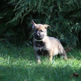 German Shepherd Puppies from Von Gonta Haus German Shepherds