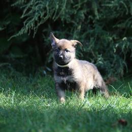 German Shepherd Puppies from Von Gonta Haus German Shepherds