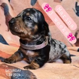 Marina - Dapple female Dachshund puppy in Harrodsburg, Kentucky from Wayward Home Dachshunds
