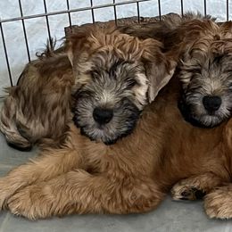 Soft Coated Wheaten Terriers from Frolic Wheatens
