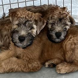 Soft Coated Wheaten Terriers from Frolic Wheatens