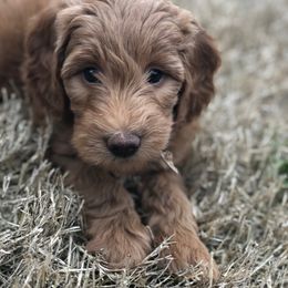 Goldendoodle Puppies from Regal Doodles