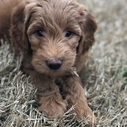 Goldendoodle Puppies from Regal Doodles