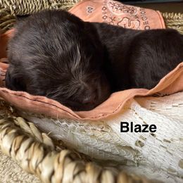 Blaze - Brown female Newfoundland puppy in Goodhue, Minnesota from Claypits Newfoundlands