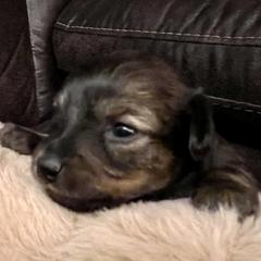 Prague Ratter Puppies from North Star Gem’s Prague Ratters