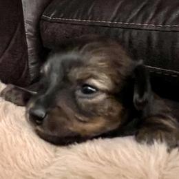 Prague Ratter Puppies from North Star Gem’s Prague Ratters