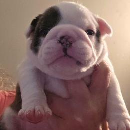 TBD - Red brindle and white female Bulldog puppy in Lexington, Kentucky from E. Clive Bulldogs