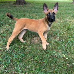 Orange Collar - Dutch Shepherd puppy from Level Up K9