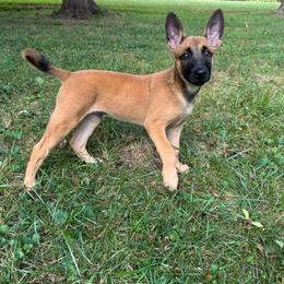 Orange Collar - Dutch Shepherd puppy from Level Up K9
