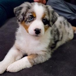 Australian Shepherd Puppies from Spectacular Aussies