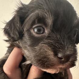 Girl 2 - Chocolate female Havanese puppy in Arizona from HavaDoggie