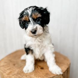 Cole - Black tri-color male Aussiedoodle puppy in Arlington, Washington from Doodle Love Laugh