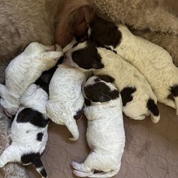 Cinzano - White male Lagotto Romagnolo puppy in Santa Fe, New Mexico from Raven Meadow Ranch