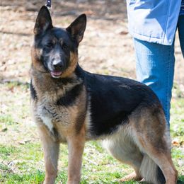 German Shepherds from Alkarah