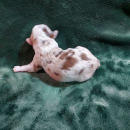 Dotty - Red merle female Miniature Australian Shepherd puppy in Mc Arthur, California from Kingscastle Ranch