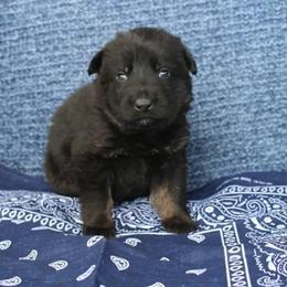 Boy 1 - Bi-color male German Shepherd puppy in Republic, Washington from Von Zobel Haus Kennels