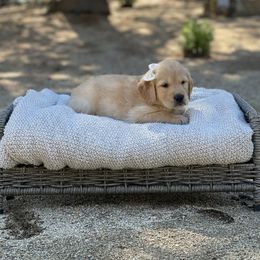 White - Golden female Golden Retriever puppy in Shingle Springs, California from California Spaniels