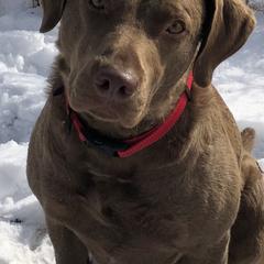 Chesapeake Bay Retrievers from Crystal Springs Chesapeake’s