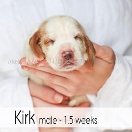 Kirk - Red and white male Basset Hound puppy in Jefferson City, Missouri from Triple Hill Farm