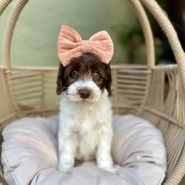 Lira - Chocolate female Australian Labradoodle puppy in Morgan Hill, California from Loving Labradoodle