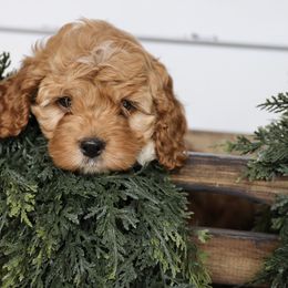 Jack - Red and white male Cockapoo puppy in Edmond, Oklahoma from The Redbud Roost