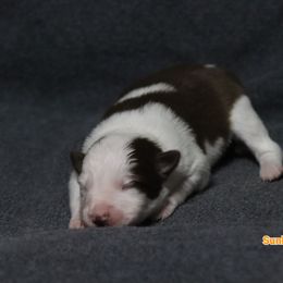 Sunkist - Red female Border Collie puppy in Richmond, Maine from Lil Maine Border Collies