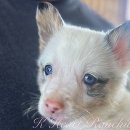 Male Two - Blue merle and white American Corgi puppy in Gentry, Arkansas from K Heart Ranchita