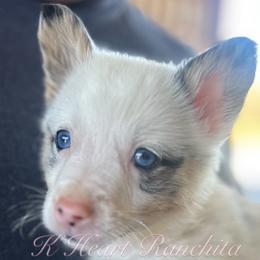 Male Two - Blue merle and white American Corgi puppy in Gentry, Arkansas from K Heart Ranchita