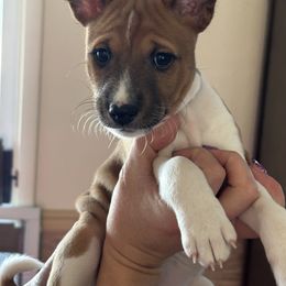 Basenji Puppies from Rocky Mountain Basenjis & Little Dog Farm & Grooming