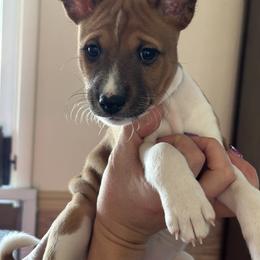 Basenji Puppies from Rocky Mountain Basenjis & Little Dog Farm & Grooming