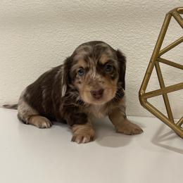 Ruby - Dapple female Dachshund puppy in Fort Gibson, Oklahoma from Cooper’s Dachshunds
