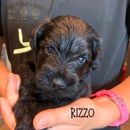 Rizzo - Black male Schnoodle puppy in Sedalia, Missouri from Farmer Brown's Puppies