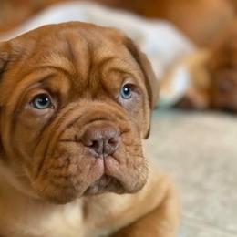 Dogue de Bordeaux Puppies from The Butcher’s Dog/ Le Chien du Boucher