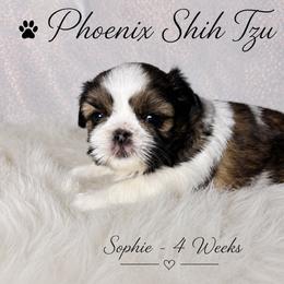 Sophie - Tricolor female Shih Tzu puppy in Hayden, Idaho from Phoenix Shih Tzu