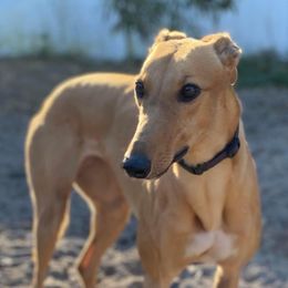 Finley - Greyhound