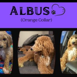 Goldendoodle All Grown Up from Nebraska Doodle Crew