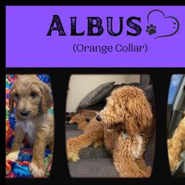 Goldendoodle All Grown Up from Nebraska Doodle Crew