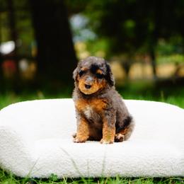Bernedoodle and Goldendoodle Puppies from Doodle Love