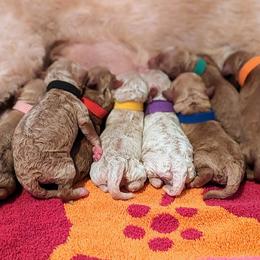 Double Doodle and Goldendoodle Puppies from Big Red Paw Doodles