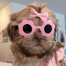 Delilah - Liver and white female Shih Tzu puppy in Bakersfield, California from Little pumpkin Shih Tzu’s