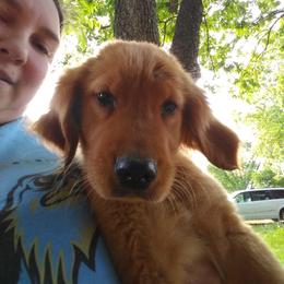 Golden Retriever Puppies from Ginger Snap Golden Retrievers