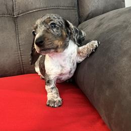 Molly - Dapple female Dachshund puppy in Sedalia, Missouri from Sho Me Spots