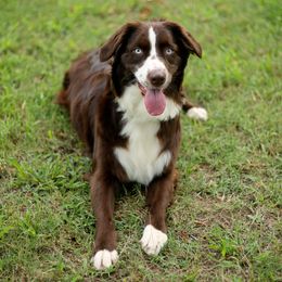 Rosie - Australian Shepherd