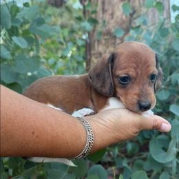 Puppy 5 - Dapple male Dachshund puppy in Riverside, California from Saddle Up Dachshunds