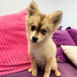 Smoky - Gray and white male Pomsky puppy in La Verne, California from Red Cedar Pomskies